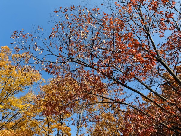 e5908d2c2d82ea2a7ca1a492aa15130c_1762395