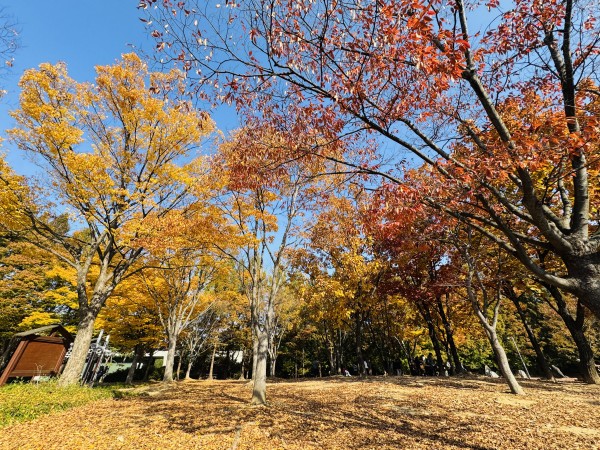 e5908d2c2d82ea2a7ca1a492aa15130c_1762395